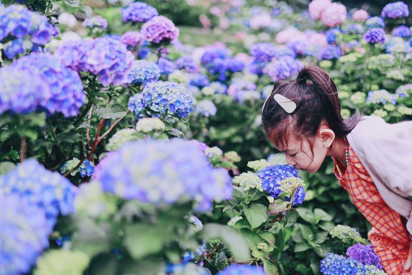 【陽明山花季攻略】海芋開完繡球花接力，IG美照上山拍起來！ 9 2024