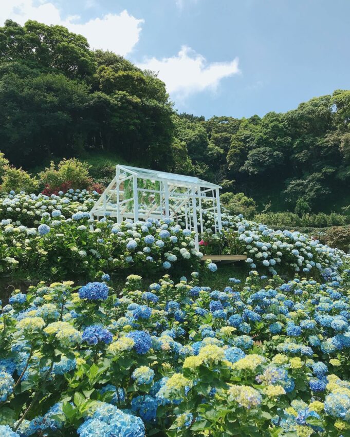 【陽明山花季攻略】海芋開完繡球花接力，IG美照上山拍起來！ 1 2024