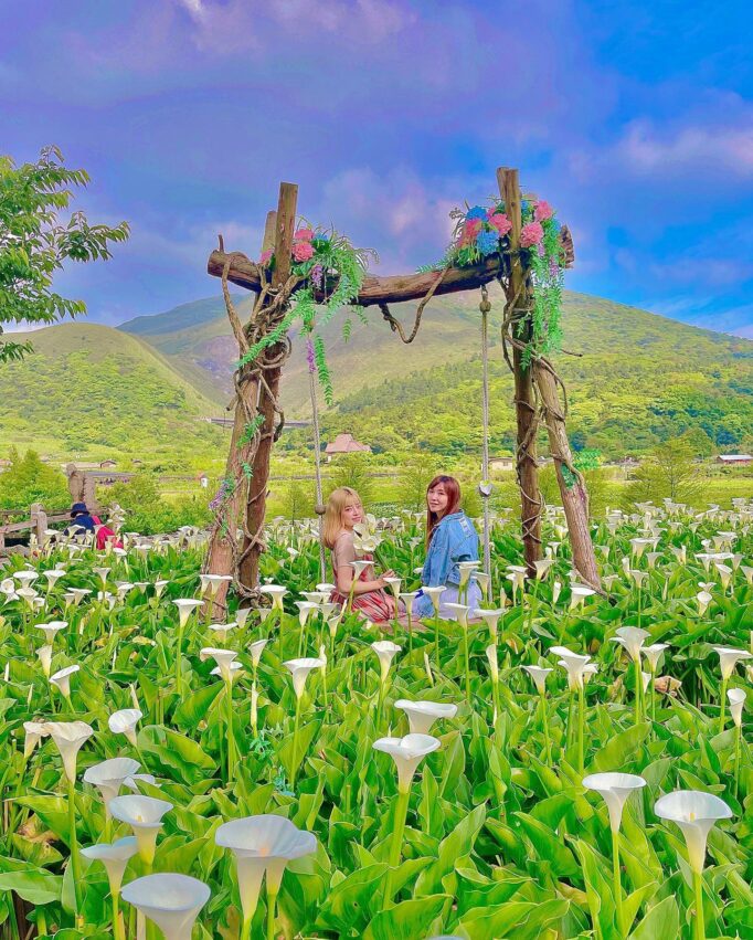 陽明山花季攻略,竹子湖海芋季,陽明山花季,繡球花,海芋,陽明山,陽明山景點