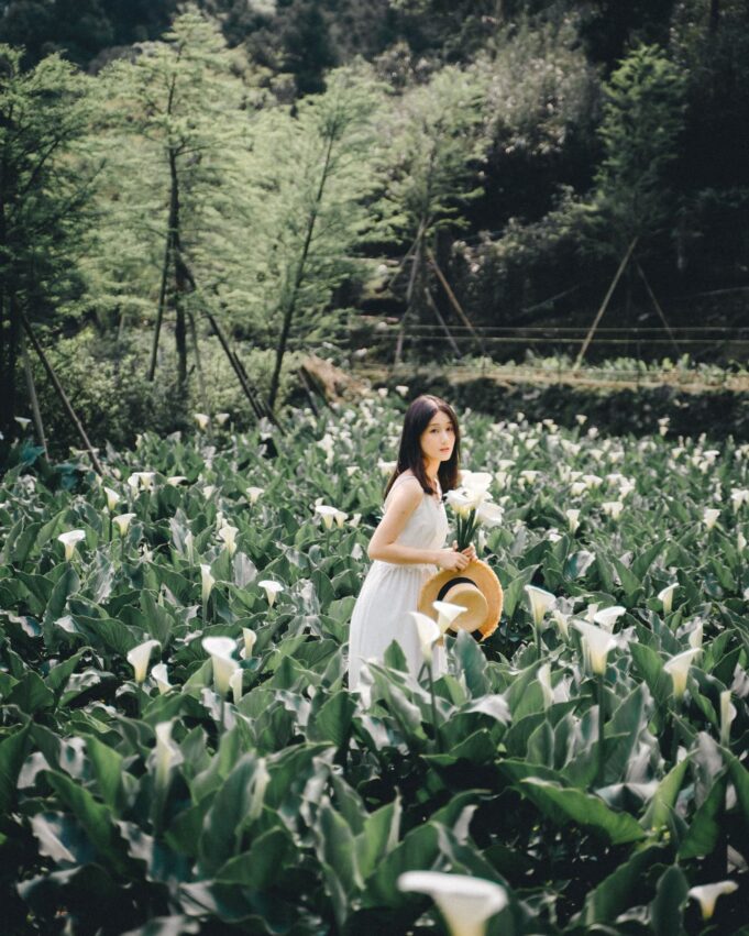 【陽明山花季攻略】海芋開完繡球花接力，IG美照上山拍起來！ 10 2024