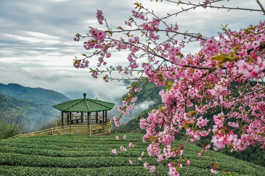 太極美地|竹山景點,軟鞍八卦茶園位於海拔1300公尺的高山之中,一圈圈種著的茶樹覆蓋著整片山坡山坡,晴天時清澈的藍天襯托著濃綠的茶園,走近一看,剛長出新芽的嫩葉在陽光下閃閃發亮 太極美地|竹山景點,軟鞍八卦茶園位於海拔1300公尺的高山之中,一圈圈種著的茶樹覆蓋著整片山坡山坡,晴天時清澈的藍天襯托著濃綠的茶園,走近一看,剛長出新芽的嫩葉在陽光下閃閃發亮