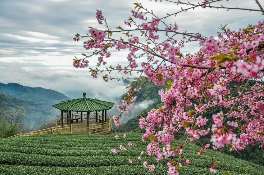 太極美地｜竹山景點，軟鞍八卦茶園位於海拔1300公尺的高山之中，一圈圈種著的茶樹覆蓋著整片山坡山坡，晴天時清澈的藍天襯托著濃綠的茶園，走近一看，剛長出新芽的嫩葉在陽光下閃閃發亮