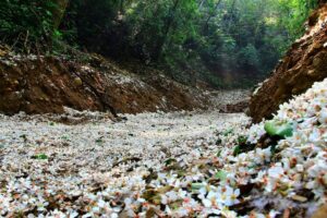 員林景點 員林 藤山步道