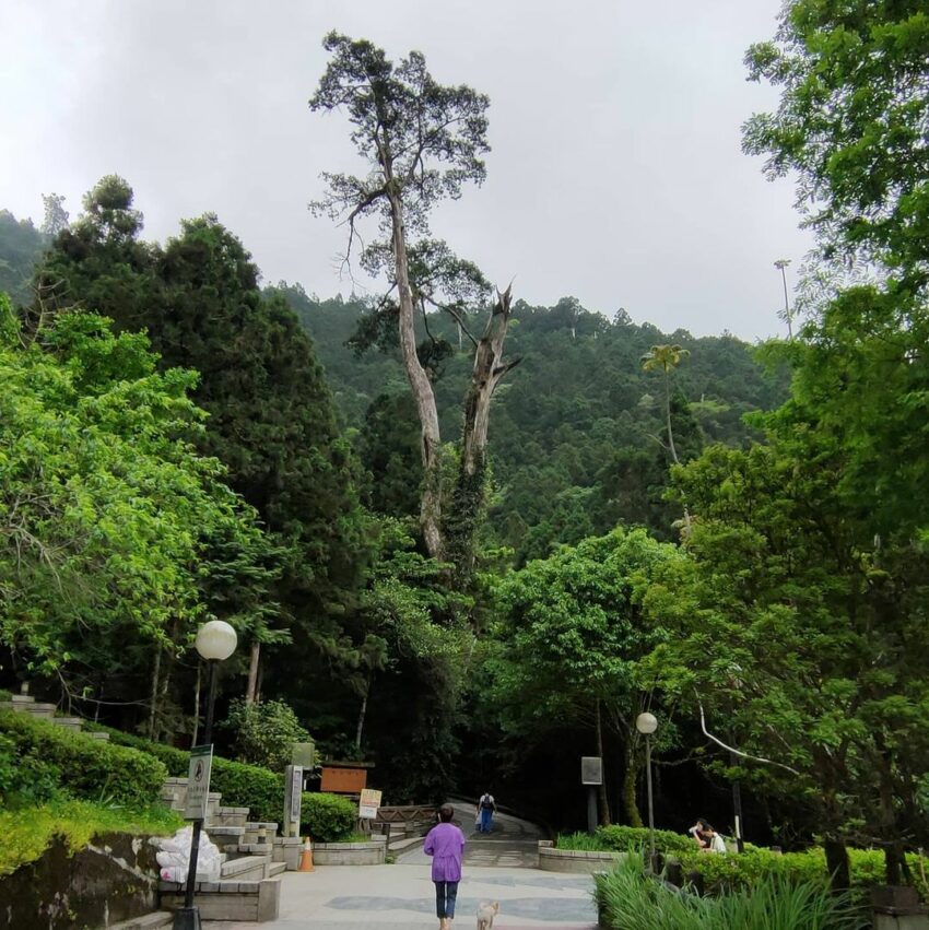 - 明池森林遊樂區 明池森林遊樂區|北橫公路上超美高山人工湖、日式庭園、千年古檜 2022 明池國家森林遊樂區 明池神木