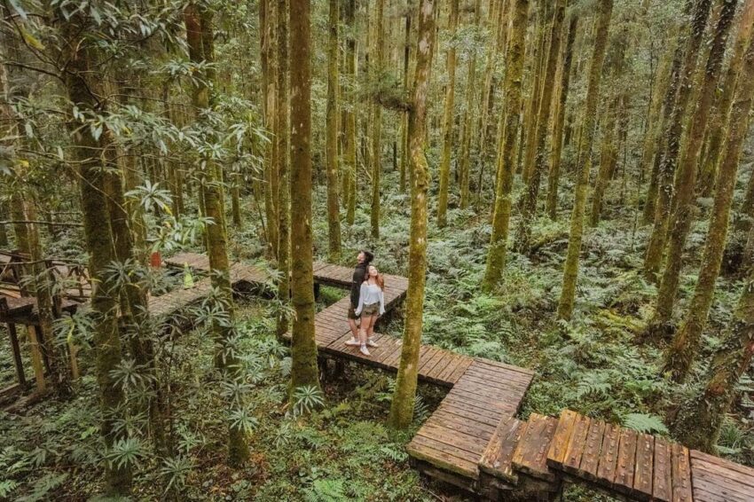 明池國家森林遊樂區 森林童話步道