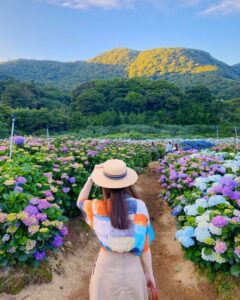 陽明山繡球花,陽明山海芋繡球花季,陽明山繡球花季,繡球花季,繡球花,台北景點,陽明山景點,陽明山花季攻略,竹子湖海芋季,陽明山花季,繡球花,海芋,陽明山,陽明山景點