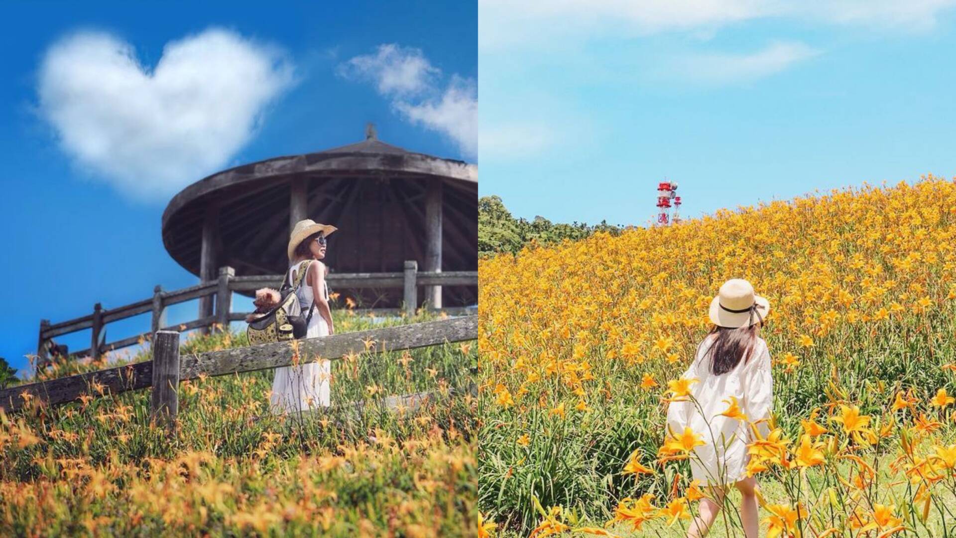 【金針花季】金針花季節來囉！精選全台金針花景點TOP10，沈浸在黃澄澄夢幻金針花海吧！