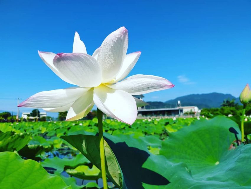 2022 全台荷花 賞荷, 荷花, 蓮花, 賞花, 秘境 宜蘭員山荷花田