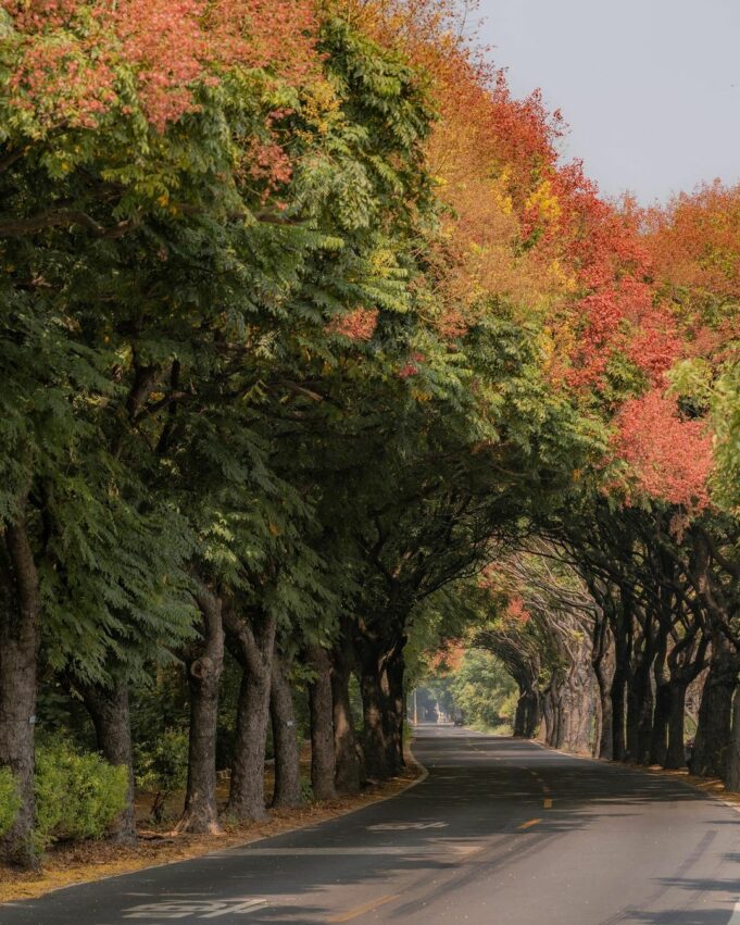 溪湖糖廠│台灣欒樹綠色隧道，每年到了秋季，巒樹開始開花結果，將綠色隧道染成了一條紅黃相間的繽紛大道，與夏天有著截然不同的氛圍。