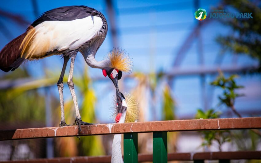 草屯景點｜九九峰動物樂園，花費超過八年打造的九九峰動物樂園，是亞洲規模最大的鳥類主題動物園，占地約20公頃，超大的園區內，共有多達四十多種的鳥類
