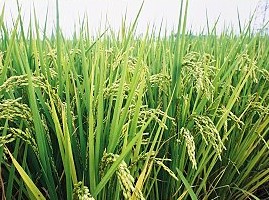 南投農特產品 米 仁愛鄉 伊娜谷 香糯米 名間鄉 濁水米 草屯鎮 良質米