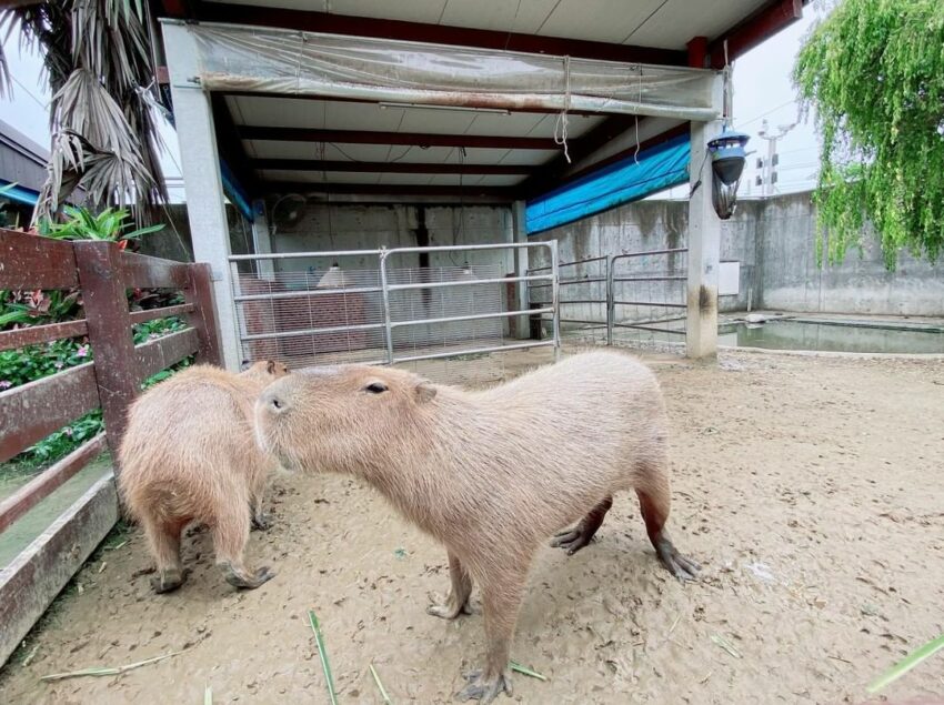 休閒農場推薦 三隻小豬觀光農場
