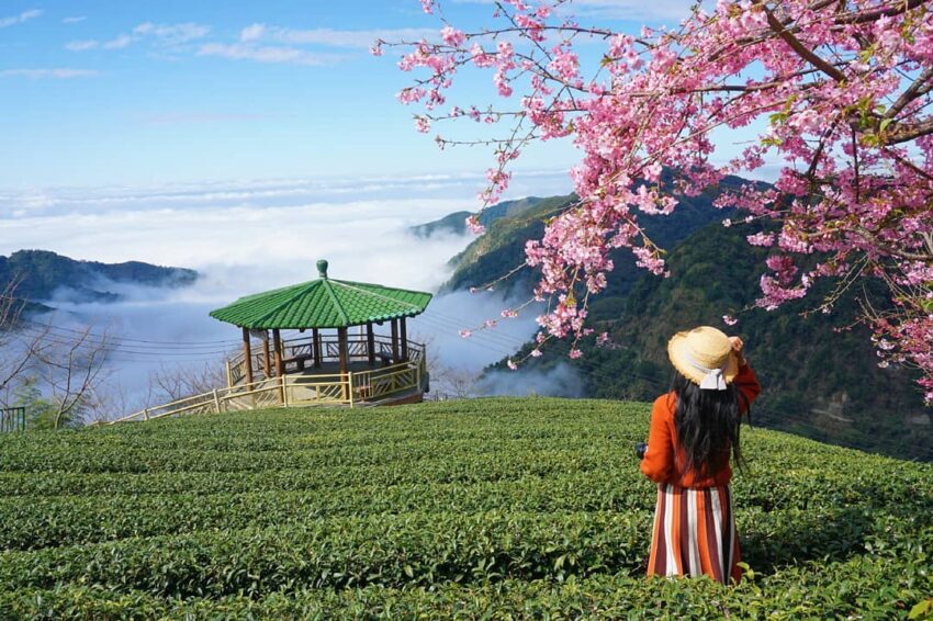 南投茶葉 軟鞍八卦茶園 軟鞍茶園