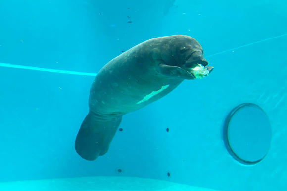 燈會好玩卡 沖繩|美麗海水族館攻略|必看設施、參觀路線、表演時間、交通、門票資訊完整懶人包 燈會好玩卡 2022 海牛館