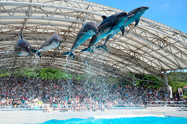燈會好玩卡 沖繩|美麗海水族館攻略|必看設施、參觀路線、表演時間、交通、門票資訊完整懶人包 燈會好玩卡 2022 海豚表演秀