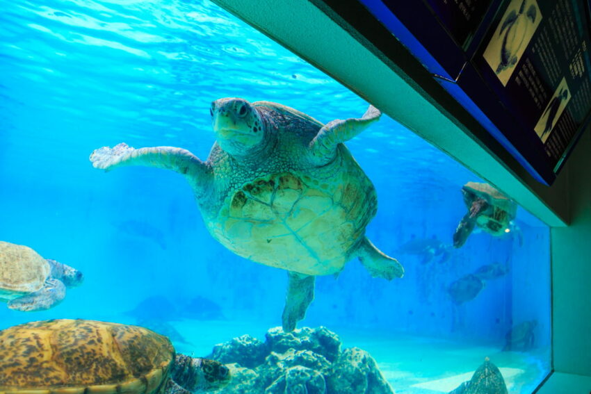 燈會好玩卡 沖繩|美麗海水族館攻略|必看設施、參觀路線、表演時間、交通、門票資訊完整懶人包 燈會好玩卡 2022 海龜館