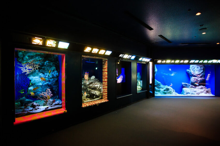 燈會好玩卡 沖繩|美麗海水族館攻略|必看設施、參觀路線、表演時間、交通、門票資訊完整懶人包 燈會好玩卡 2022 深海之旅