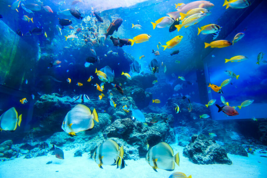 燈會好玩卡 沖繩|美麗海水族館攻略|必看設施、參觀路線、表演時間、交通、門票資訊完整懶人包 燈會好玩卡 2022 熱帶魚海