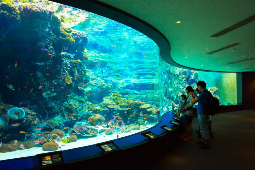 燈會好玩卡 沖繩|美麗海水族館攻略|必看設施、參觀路線、表演時間、交通、門票資訊完整懶人包 燈會好玩卡 2022 珊瑚之海