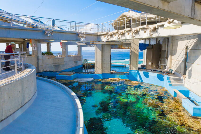 燈會好玩卡 沖繩|美麗海水族館攻略|必看設施、參觀路線、表演時間、交通、門票資訊完整懶人包 燈會好玩卡 2022 珊瑚之海