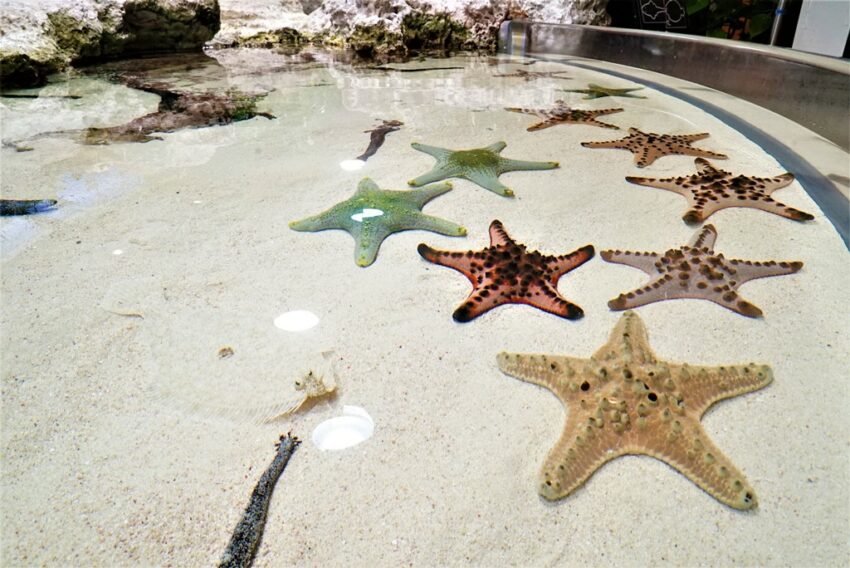 燈會好玩卡 沖繩|美麗海水族館攻略|必看設施、參觀路線、表演時間、交通、門票資訊完整懶人包 燈會好玩卡 2022 觸摸池