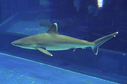 燈會好玩卡 沖繩|美麗海水族館攻略|必看設施、參觀路線、表演時間、交通、門票資訊完整懶人包 燈會好玩卡 2022 鯊魚博士展廳