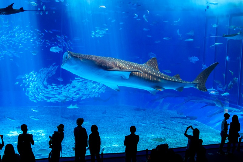 燈會好玩卡 沖繩|美麗海水族館攻略|必看設施、參觀路線、表演時間、交通、門票資訊完整懶人包 燈會好玩卡 2022 黑潮之海
