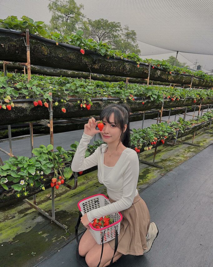 台南採草莓｜美裕草莓園
