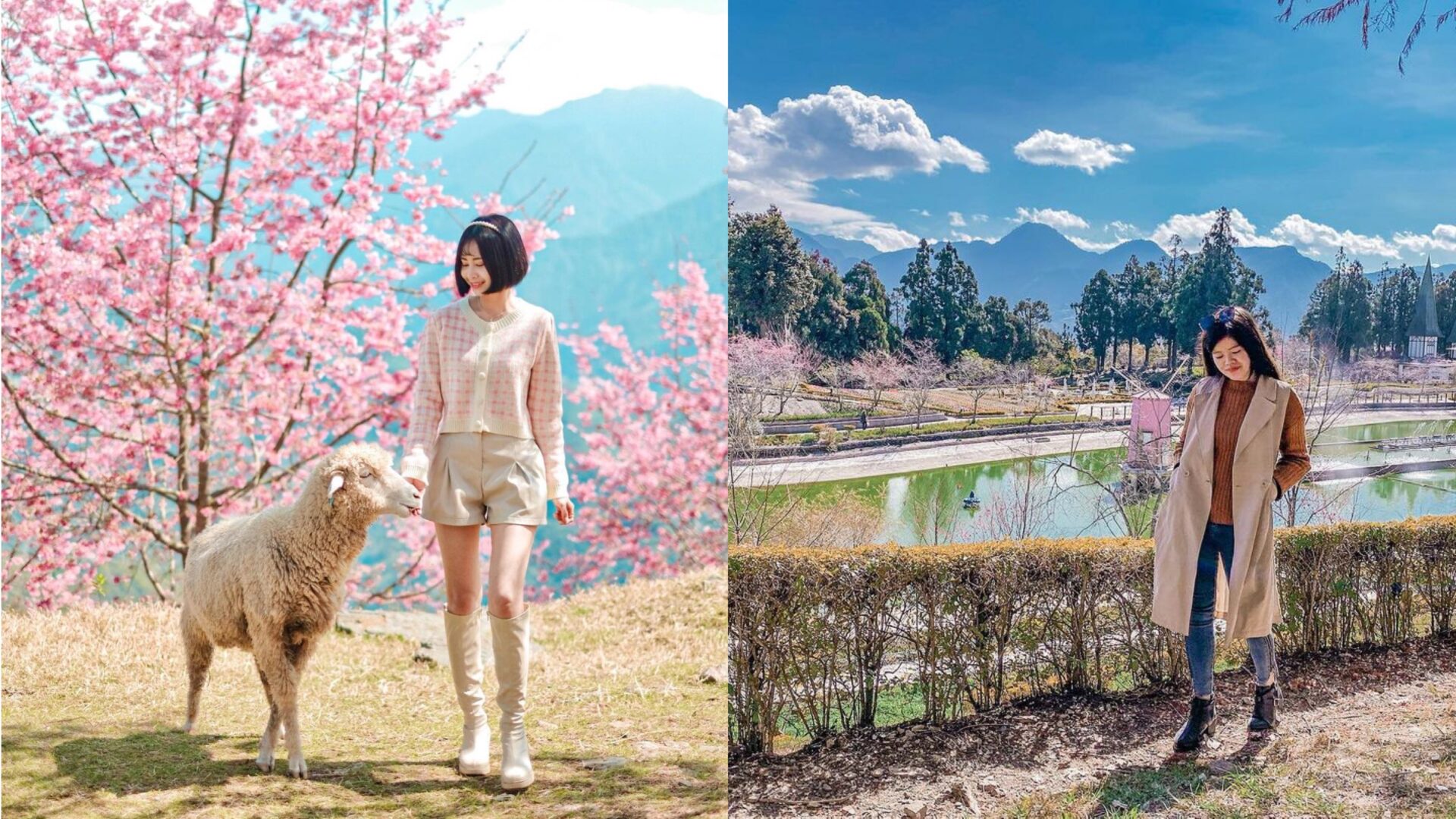 清境農場門票、清境一日遊景點推薦、清境火把節/奔羊節/櫻花季全攻略