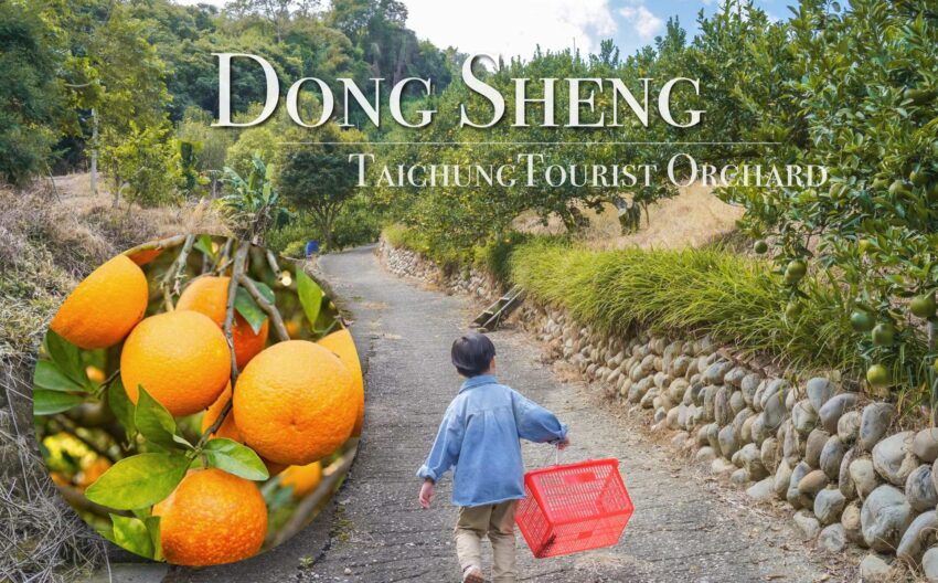 台中景點 東昇觀光果園》椪柑紅了!來果園採橘去! 還有『採果單軌車』出動 2025 東昇觀光果園