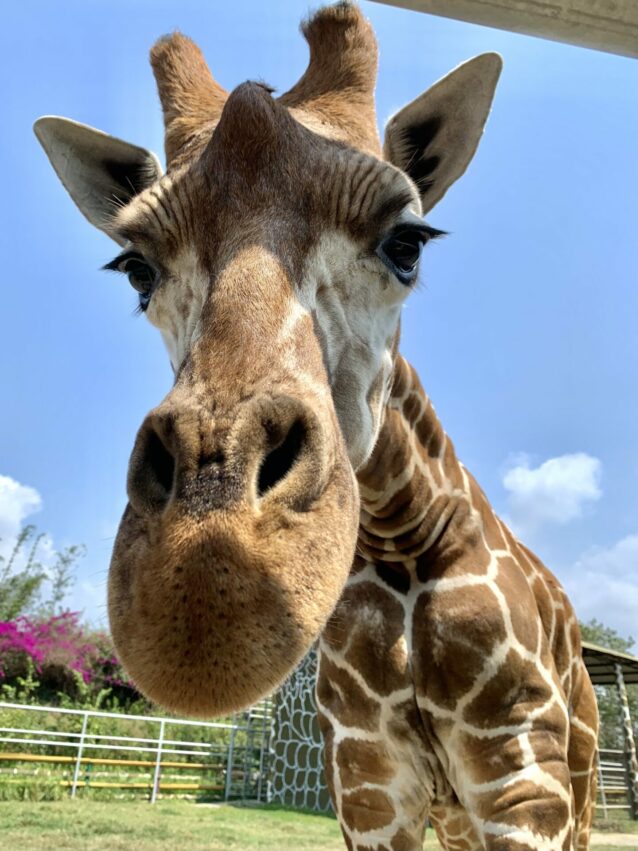 2023台南景點推薦頑皮世界野生動物園，最好玩台南親子景點攻略，水豚長頸鹿互動、門票優惠、交通停車、必看劇場、遊樂設施資訊 137 2023