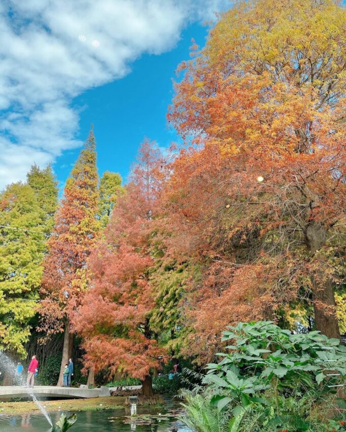 全台落羽松景點｜網羅台灣落羽松秘境/落羽松大道、秋冬賞季期懶人包，快來一場唯美浪漫之旅吧！