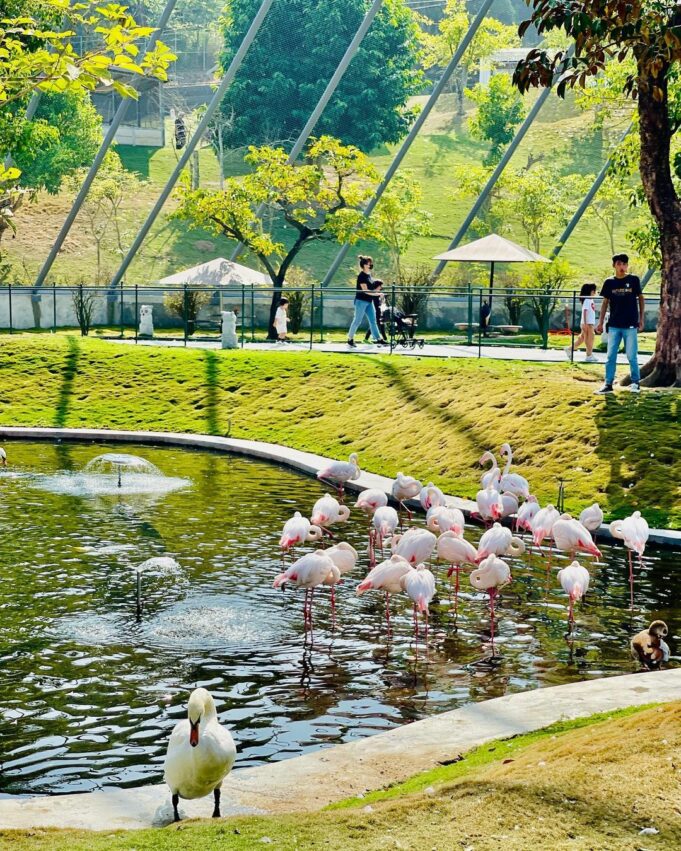 九九峰動物樂園，戲水天地不是給遊客玩的，而是給園內的禽鳥戲水消暑的，親水的禽鳥們，悠游在水池上，偶爾則搖搖晃晃的走到步道上