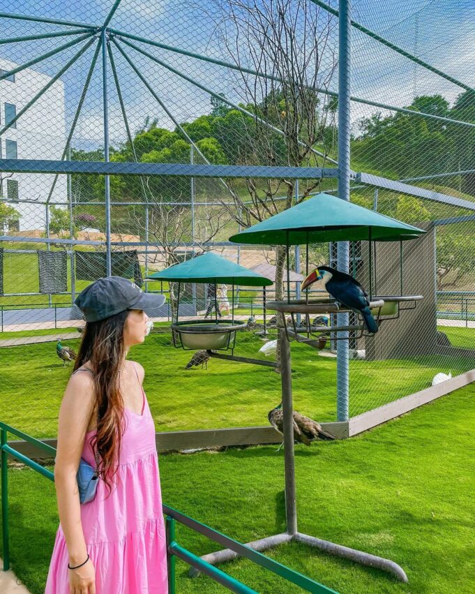 九九峰動物樂園，八角天網有美麗的藍孔雀，純潔的白孔雀，親人的巨嘴鳥，以及毛色黑亮的巨嘴鳥鴉
