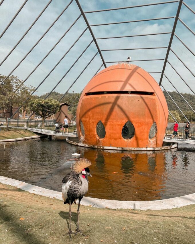 九九峰動物樂園,灰冠鶴、大紅鶴、天鵝等鳥類在大鳥窩裡,自在閒適的漫步,看著遊客還會好奇的向前靠近,完全不怕人的模樣真是太可愛了。 九九峰動物樂園,灰冠鶴、大紅鶴、天鵝等鳥類在大鳥窩裡,自在閒適的漫步,看著遊客還會好奇的向前靠近,完全不怕人的模樣真是太可愛了。