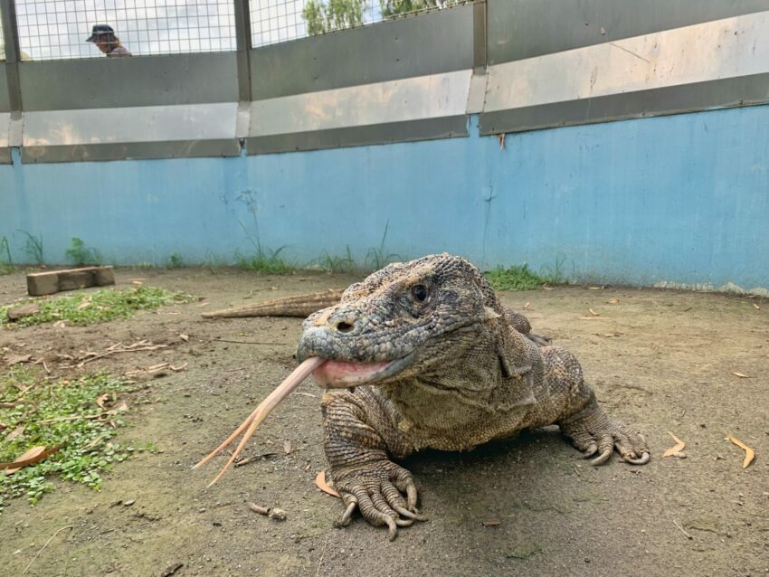 頑皮世界 2023台南景點推薦頑皮世界野生動物園，最好玩台南親子景點攻略，水豚長頸鹿互動、門票優惠、交通停車、必看劇場、遊樂設施資訊 3 2023