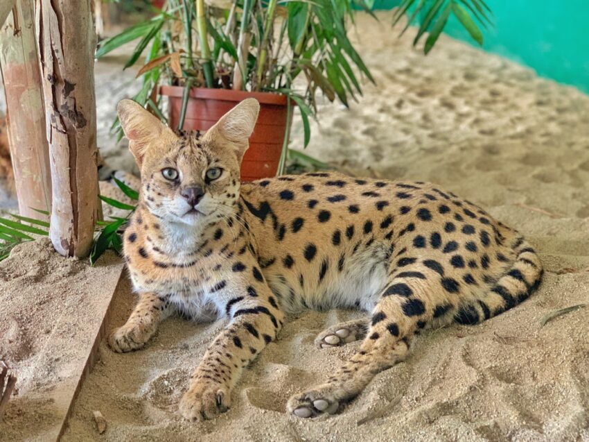 頑皮世界 2024頑皮世界野生動物園門票優惠、水豚君互動體驗、劇場遊樂設施、交通資訊｜台南親子景點 3 2024