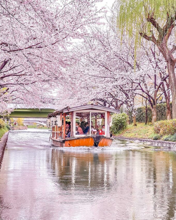 日本櫻花,京都櫻花,京都賞櫻花,京都賞櫻景點,京都櫻花景點,京都櫻花開花,京都櫻花季