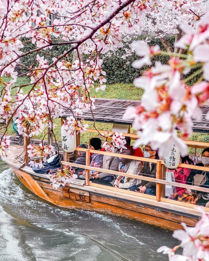 日本櫻花,京都櫻花,京都賞櫻花,京都賞櫻景點,京都櫻花景點,京都櫻花開花,京都櫻花季