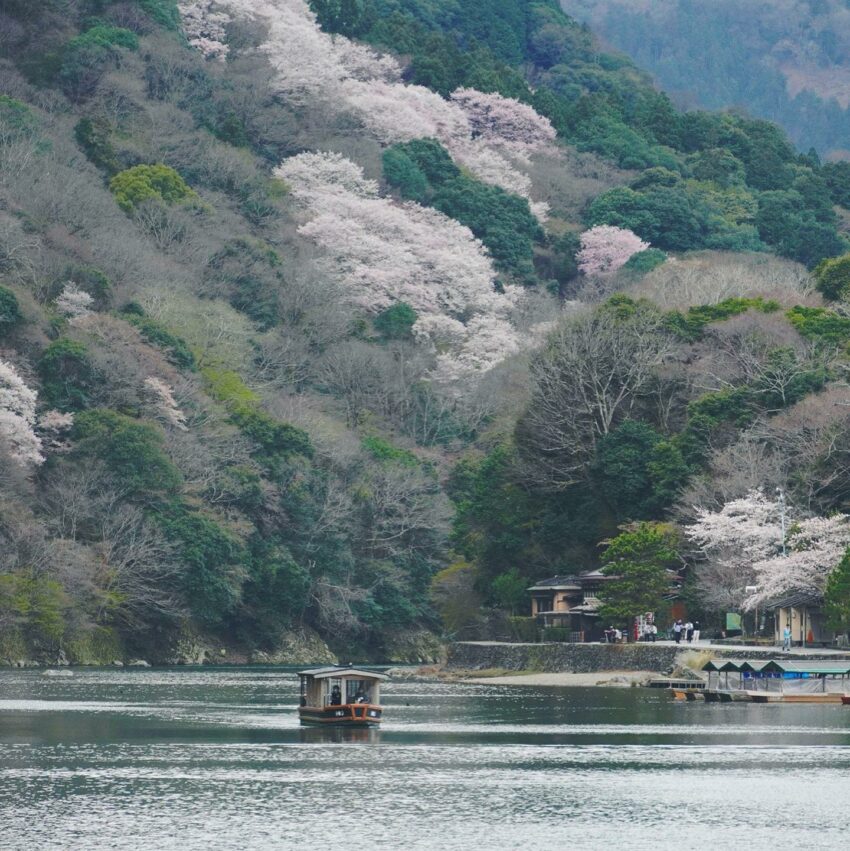 日本櫻花,京都櫻花,京都賞櫻花,京都賞櫻景點,京都櫻花景點,京都櫻花開花,京都櫻花季