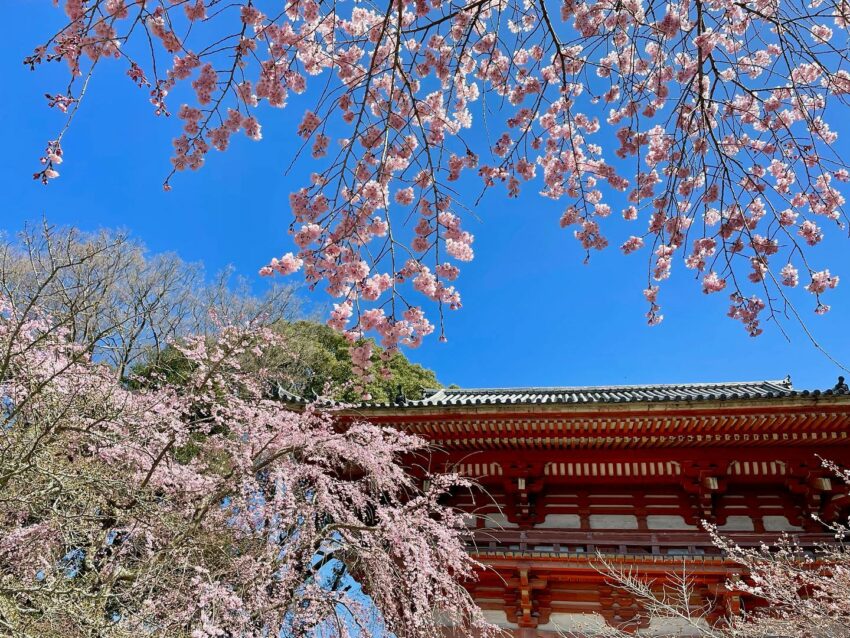 日本櫻花,京都櫻花,京都賞櫻花,京都賞櫻景點,京都櫻花景點,京都櫻花開花,京都櫻花季