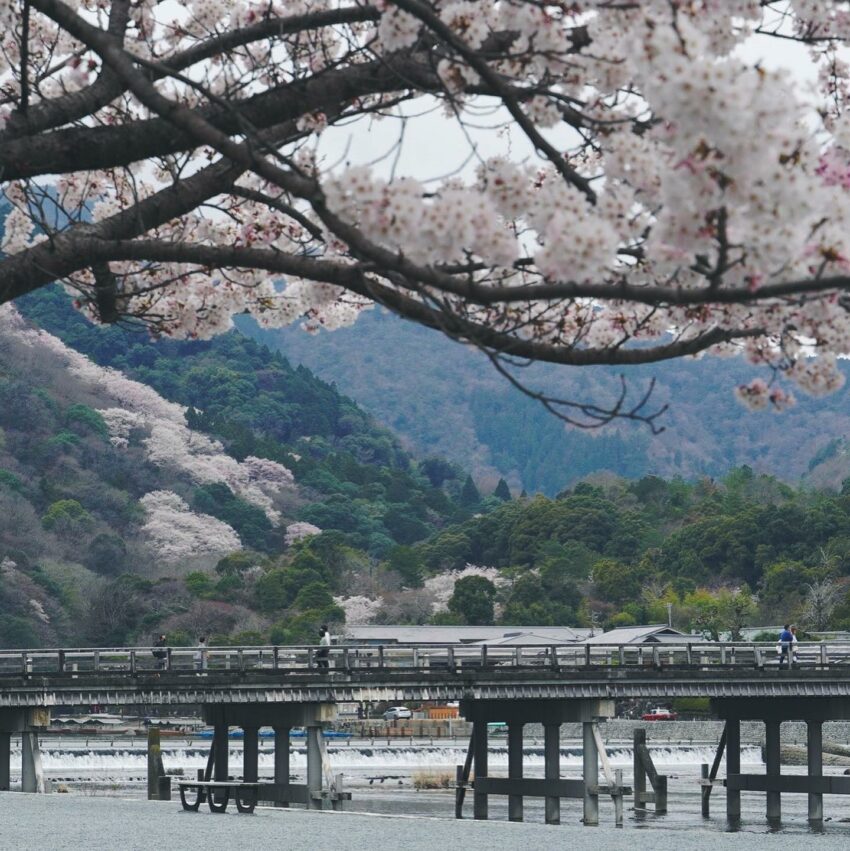 日本櫻花,京都櫻花,京都賞櫻花,京都賞櫻景點,京都櫻花景點,京都櫻花開花,京都櫻花季