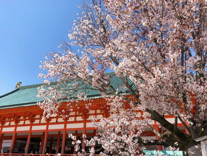 日本櫻花,京都櫻花,京都賞櫻花,京都賞櫻景點,京都櫻花景點,京都櫻花開花,京都櫻花季