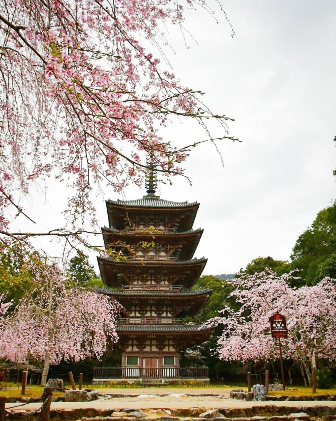 日本櫻花,京都櫻花,京都賞櫻花,京都賞櫻景點,京都櫻花景點,京都櫻花開花,京都櫻花季