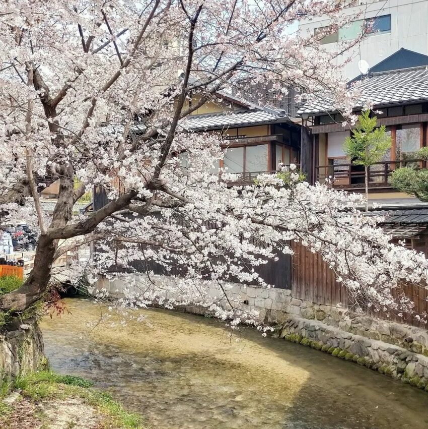 日本櫻花,京都櫻花,京都賞櫻花,京都賞櫻景點,京都櫻花景點,京都櫻花開花,京都櫻花季