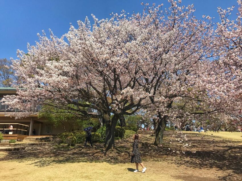 新宿御苑