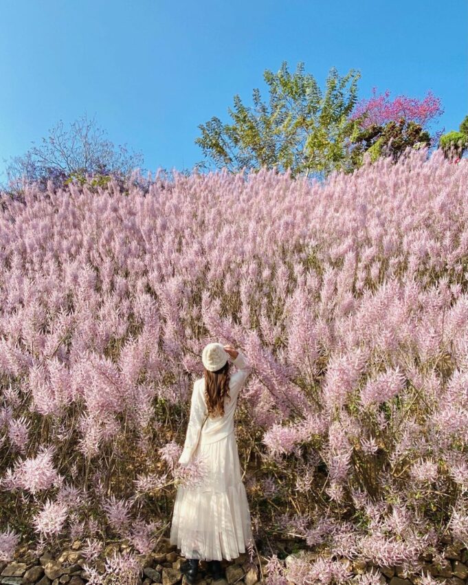 南投賞花 南投賞花攻略｜愛花人必收！南投一年四季必拍賞花秘境景點完整推薦 2 2024