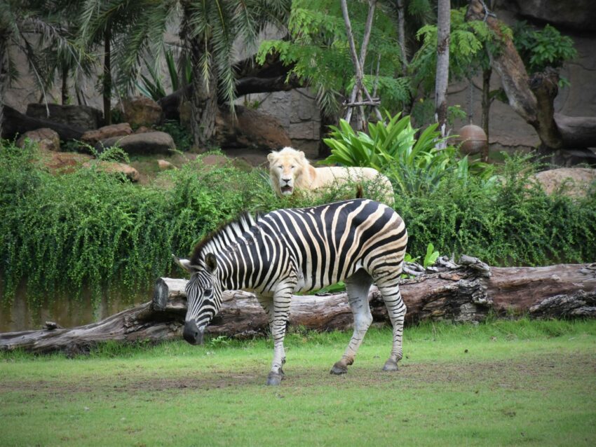 芭達雅旅遊必備｜PATTAYA FUNPASS、一票暢遊芭達雅12大人氣景點、主題樂園、動物園、水上市場通通有、愈玩省愈多！ 20 2024