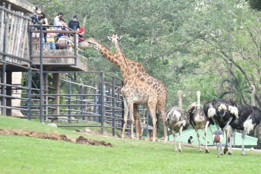 芭達雅旅遊必備｜PATTAYA FUNPASS、一票暢遊芭達雅12大人氣景點、主題樂園、動物園、水上市場通通有、愈玩省愈多！ 19 2024