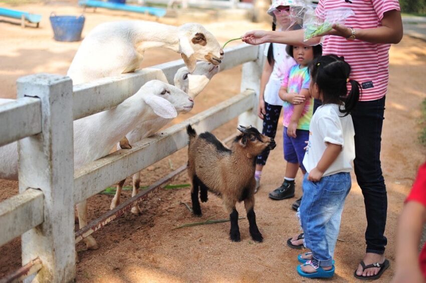 芭達雅旅遊必備｜PATTAYA FUNPASS、一票暢遊芭達雅12大人氣景點、主題樂園、動物園、水上市場通通有、愈玩省愈多！ 24 2024